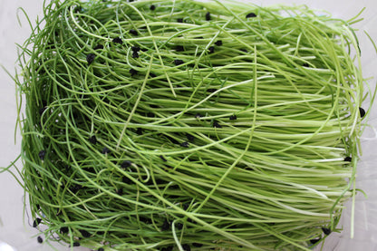 Leek Microgreens