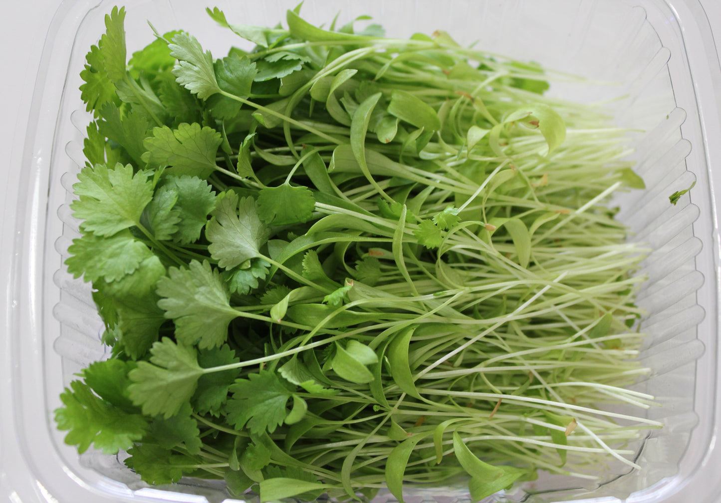 Coriander Microherbs