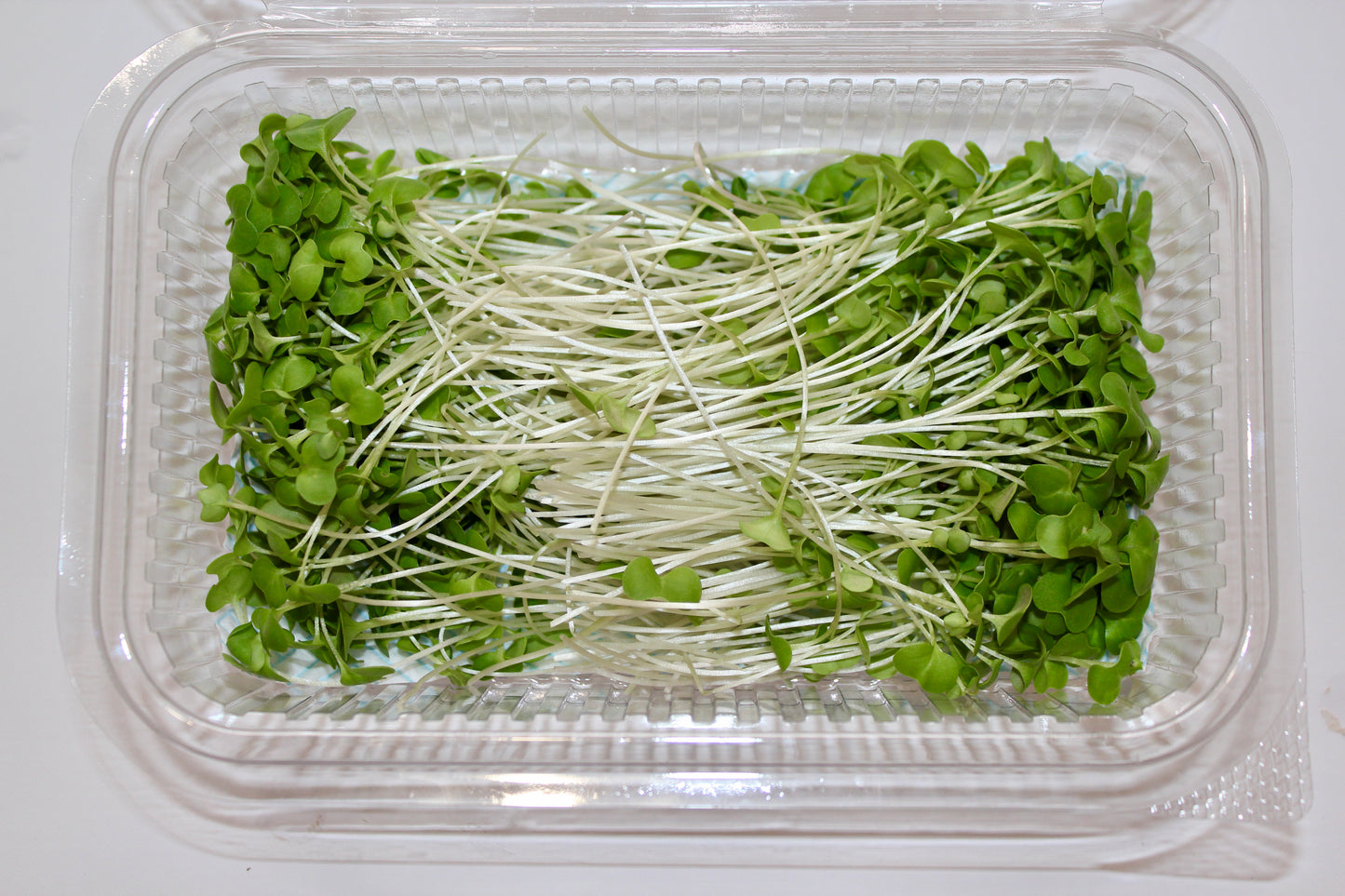 Broccoli Microgreens