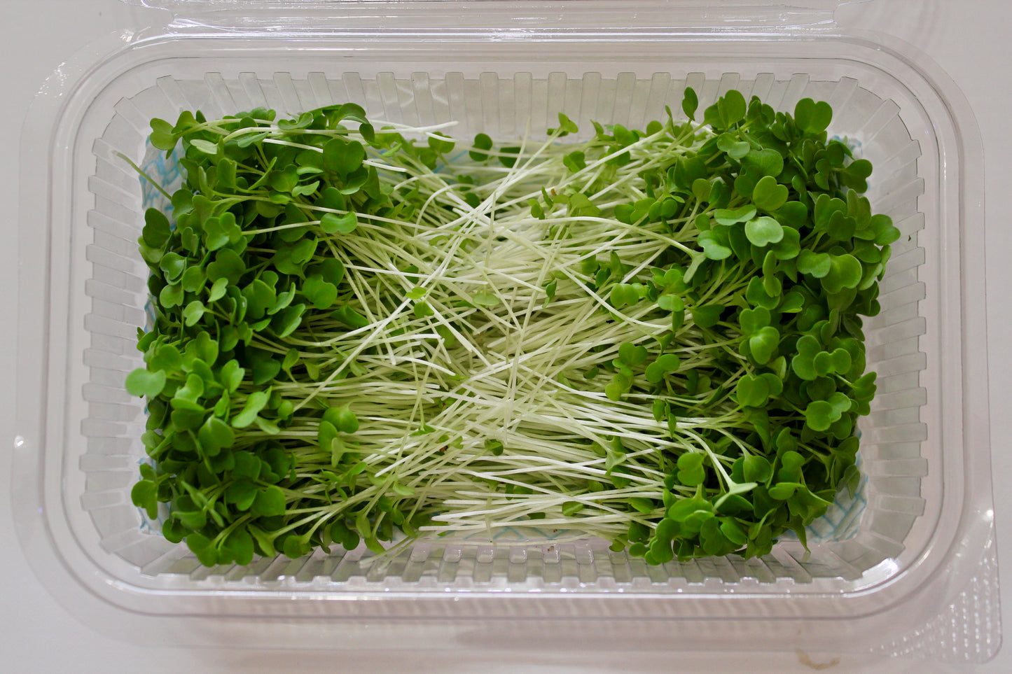 Rocket Microgreens