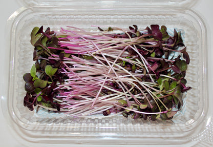 Rambo Radish Microgreens