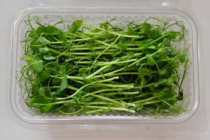 Pea Tendrils Microgreens