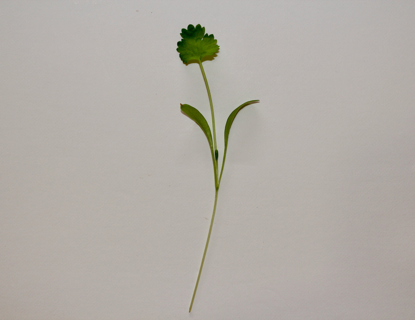 Coriander Microherbs