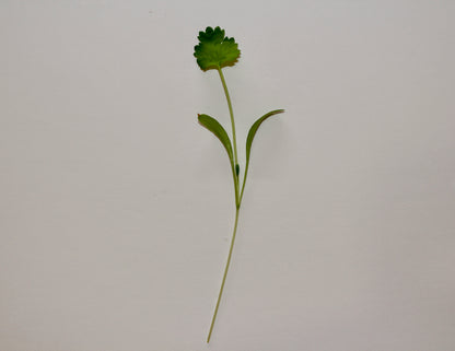 Coriander Microherbs