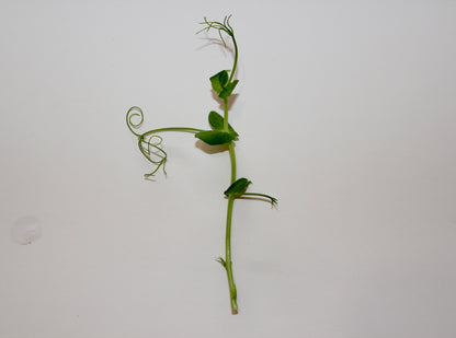 Pea Tendrils Microgreens