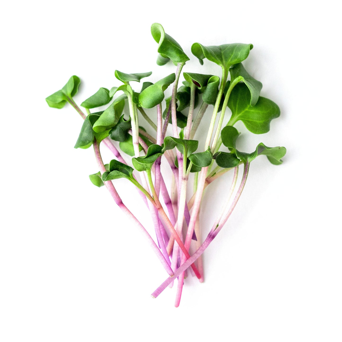 Radish Microgreens